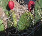 Opuntia tortispina