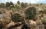 Opuntia tortispina, near Roswell, NM, Michelle Cloud-Hughes