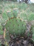 Opuntia tortispina, short white spines, north TX,