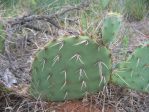 Opuntia tortispina, short white spines, north TX,