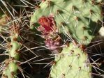 Opuntia tortispina, sterile fruit, Nancy Hussey