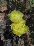 Opuntia toumeyi, west side of Tucson Mts, AZ