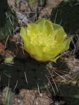 Opuntia toumeyi, west side of Tucson Mts, AZ