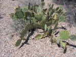 Opuntia toumeyi, west side of Tucson Mts, AZ