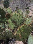 Opuntia toumeyi, west side of Tucson Mts, AZ