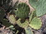 Opuntia toumeyi, west side of Tucson Mts, AZ