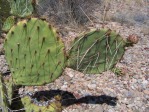 Opuntia toumeyi, Tucson Mts, AZ