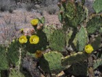 Opuntia toumeyi, Tucson Mts, AZ