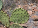 Opuntia toumeyi, Tucson Mts, AZ