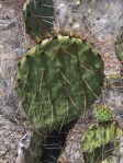 Opuntia toumeyi, Tucson Mts, AZ