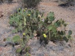 Opuntia toumeyi, greater Tucson, AZ