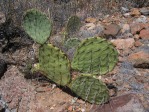 Opuntia toumeyi, greater Tucson, AZ