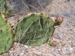 Opuntia toumeyi, greater Tucson, AZ