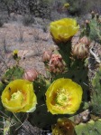 Opuntia toumeyi, greater Tucson, AZ