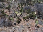 Opuntia toumeyi, greater Tucson, AZ