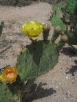 Opuntia toumeyi, Catalina Rd, Tucson, AZ