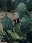 Opuntia toumeyi, Brown Canyon, AZ