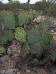 Opuntia toumeyi, Tonono Chul Park, Tucson, AZ