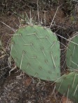 Opuntia toumeyi, Tonono Chul Park, Tucson, AZ