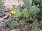 Opuntia toumeyi, Tucson, AZ area