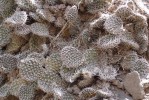 Opuntia trichophora, north of Espanola, NM