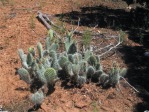 Opuntia trichophora, east of Natural Bridges, UT