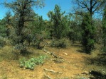 Opuntia trichophora, east of Natural Bridges, UT