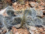 Opuntia trichophora, Manzanos Mts, NM