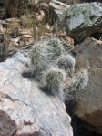 Opuntia trichophora, Manzanos Mts, NM