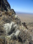 Opuntia trichophora, Manzanos Mts, NM