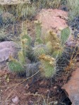 Opuntia trichophora, east of Moab, UT