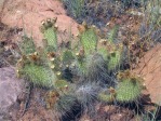 Opuntia trichophora, east of Moab, UT