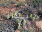 Opuntia trichophora, east of Moab, UT