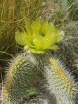 O. trichophora, NM