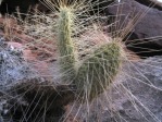 Opuntia trichophora, east of Moab, UT