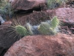 Opuntia trichophora, east of Moab, UT