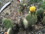 Opuntia trichophora, northeastern La Sal Mts, UT