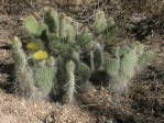 Opuntia trichophora, Santa Fe National Forest, NM