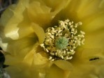 Opuntia trichophora, Santa Fe National Forest, NM