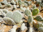 Opuntia trichophora, 50 miles NW Blanding UT, Joseph Simcox