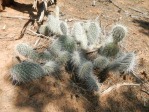 Opuntia trichophora, 50 miles NW Blanding UT, Joseph Simcox