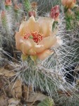 Opuntia trichophora, Rio Grande Botanical Garden, Albuquerque, NM