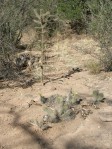 Opuntia trichophora, with C. imbricata,  Santa Fe National Forest, NM