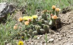 Opuntia trichophora, 9,000 ft altitude,Jeff Thompson