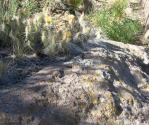 Opuntia trichophora, Santa Fe National Forest, NM