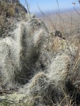 Opuntia trichophora, Manzanos Mts, NM