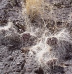 O. trichophora, on basalt rocks, north of Espanola, NM