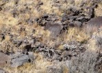 O. trichophora, on basalt rocks, north of Espanola, NM