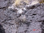 O. trichophora, on basalt rocks, north of Espanola, NM