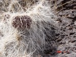 O. trichophora, on basalt rocks, north of Espanola, NM